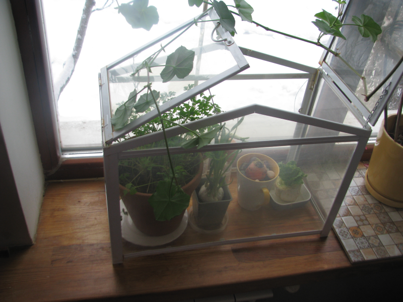 Для обеспечения необходимой влажности растения можно поместить в домашний минипарничок