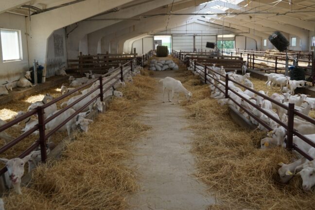 Фото: Помещение для содержания коз в фермерском хозяйстве «ДАК». Фото Татьяны Остроух