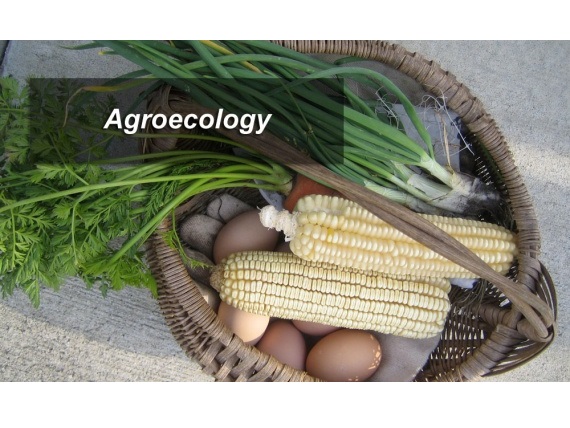 Экологическое сельское хозяйство может удвоить количество продовольствия. Агроэкология