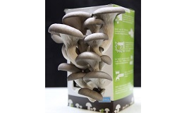 Новые решения: грибы, выращенные на кофе