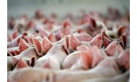 “Воложинская” свиноферма создаст отходов как 300-тысячный город