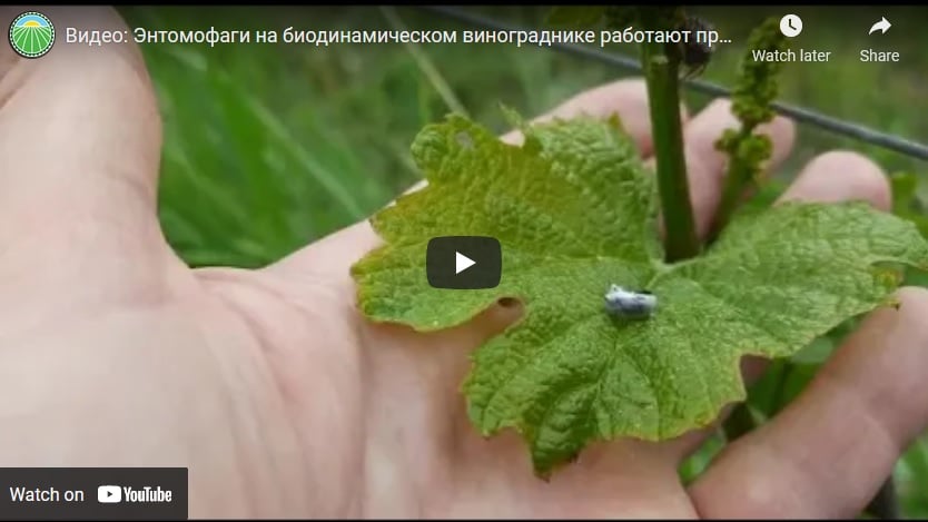 Видео: Энтомофаги на биодинамическом винограднике работают против вредителей