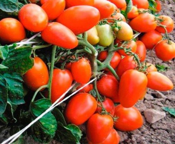 Технологии выращивания органического томата — методические и практические рекомендации