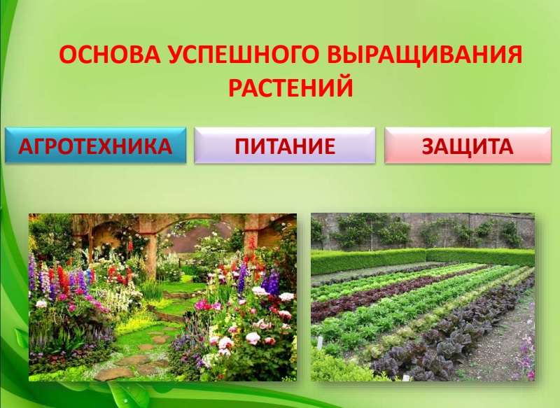 Презентация «Как защищать растения от болезней и вредителей биологическими методами»