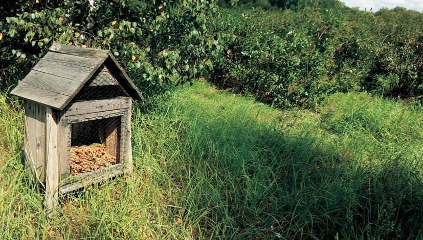 Домик для полезных насекомых на ягодной плантации. Фото: Светлана Семенас