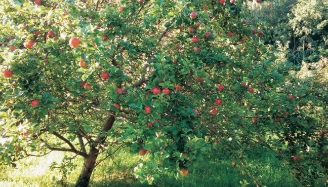 Яблоня в экстенсивном органическом саду. Фото: Светлана Семенас