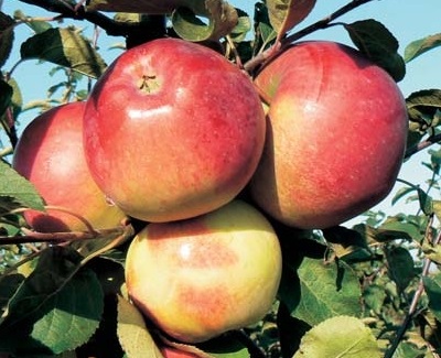 Яблони Устойчивые К Парше Сорта Фото