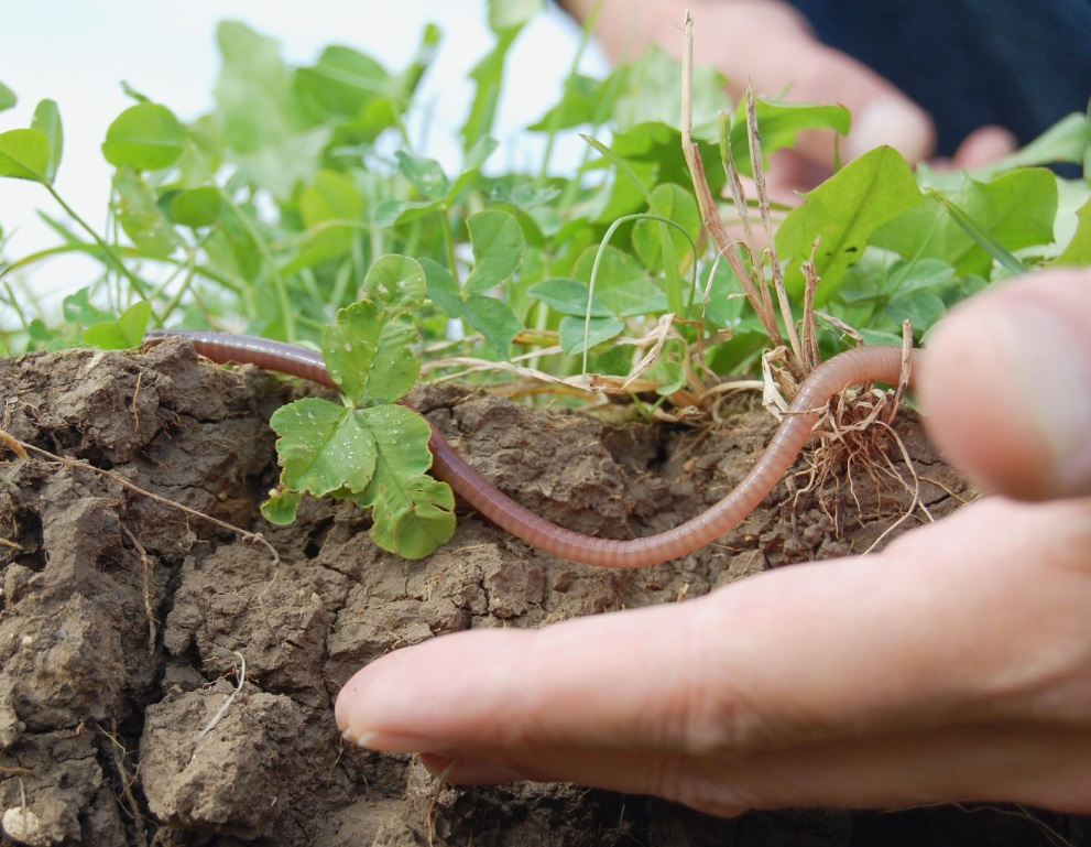 Дождевые черви – архитекторы плодородных почв